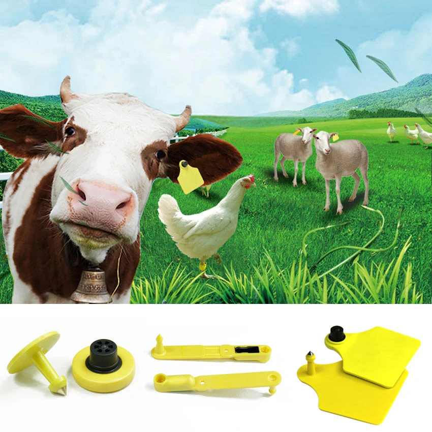 Application of rfid animal ear tag Application of rfid animal ear tag